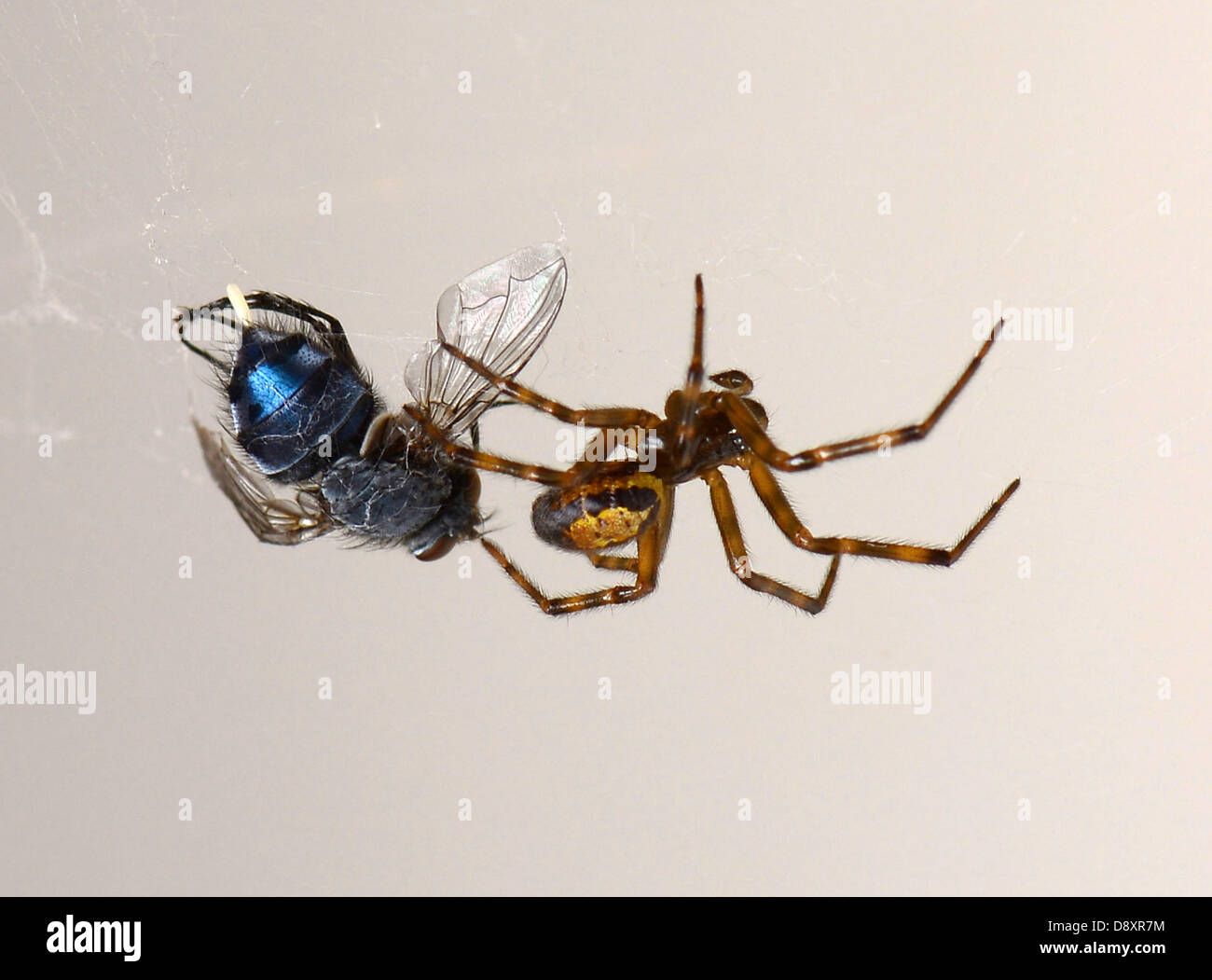 Steatoda nobilis, la "nobile false vedova" o "British black widow" 'falso vedova' spider mangiare una mosca Foto Stock