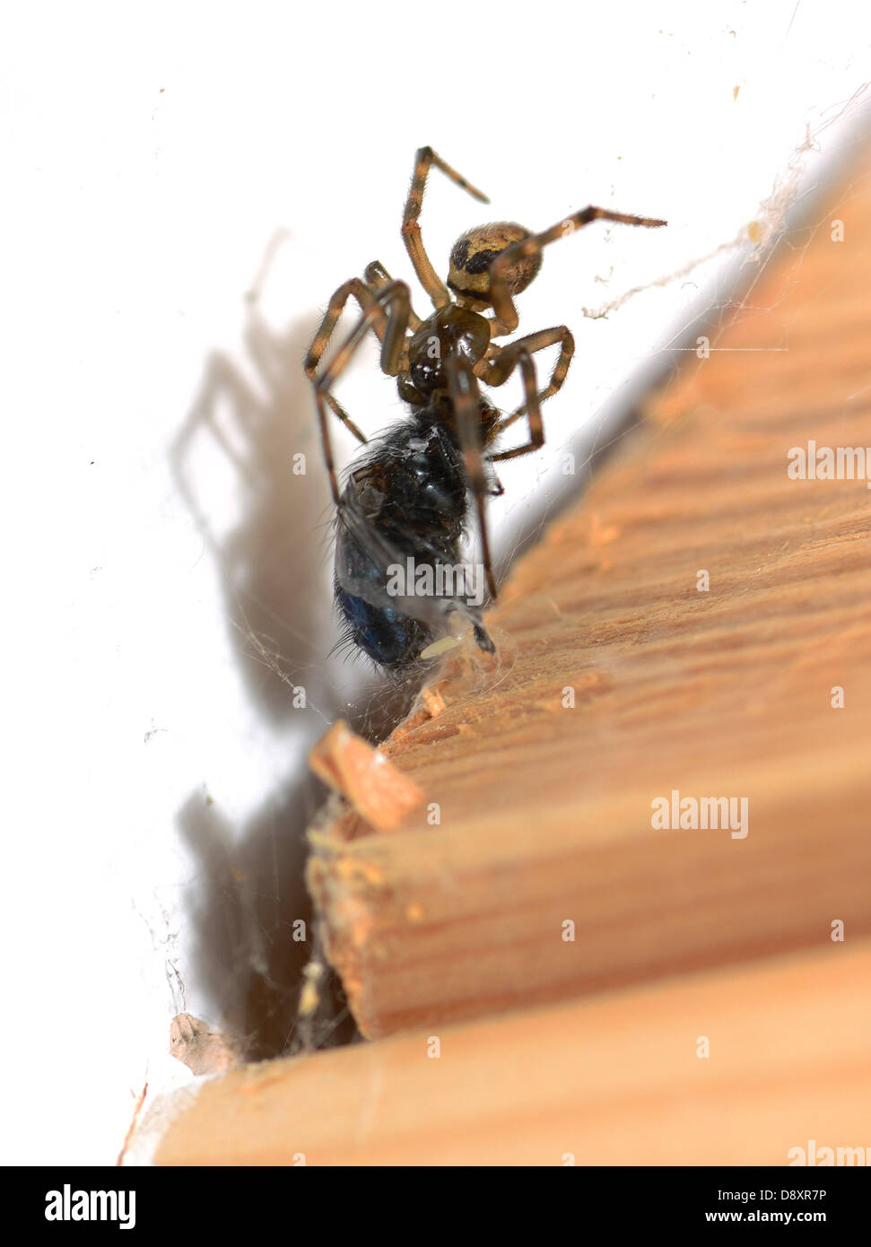 Steatoda nobilis, la "nobile false vedova" o "British black widow" 'falso vedova' spider mangiare una mosca Foto Stock