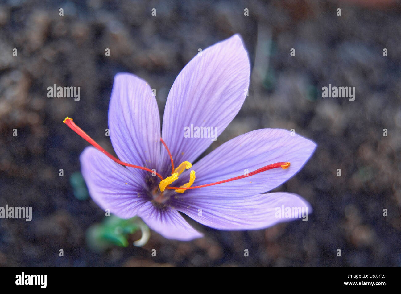 Fiore dello zafferano Foto Stock