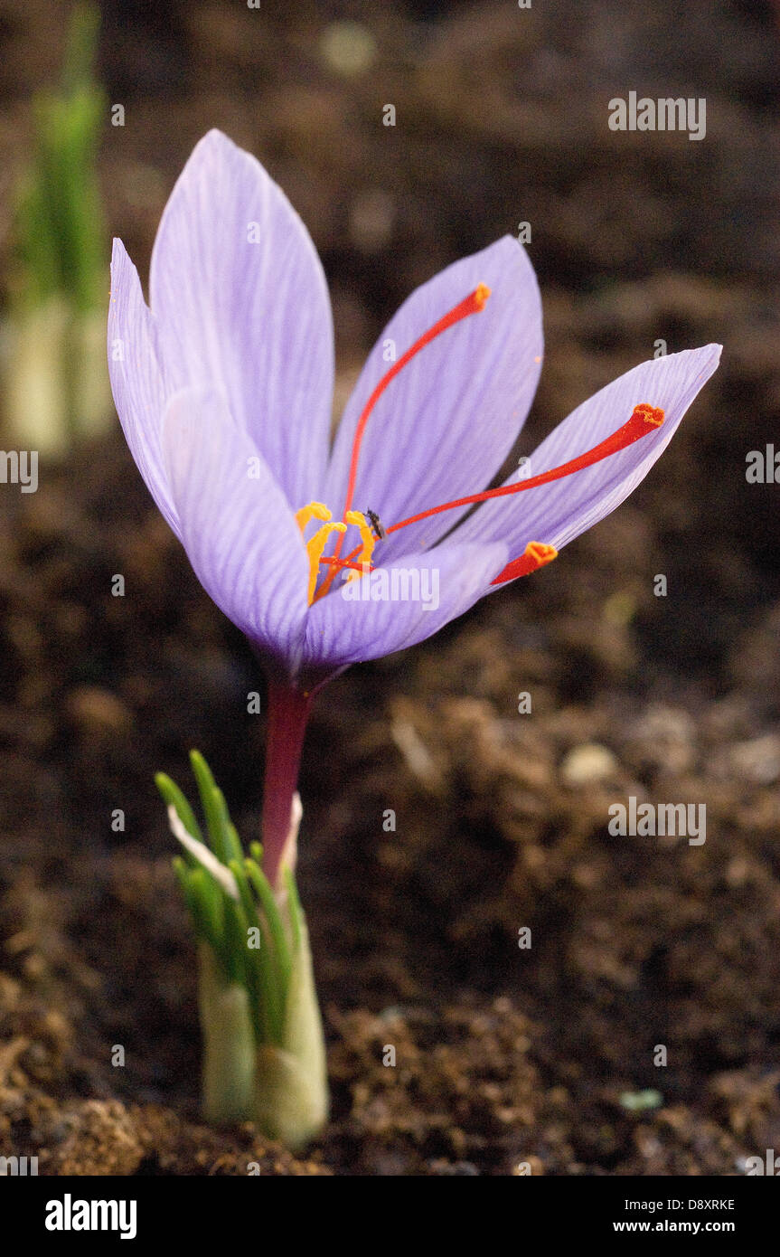 Fiore dello zafferano Foto Stock