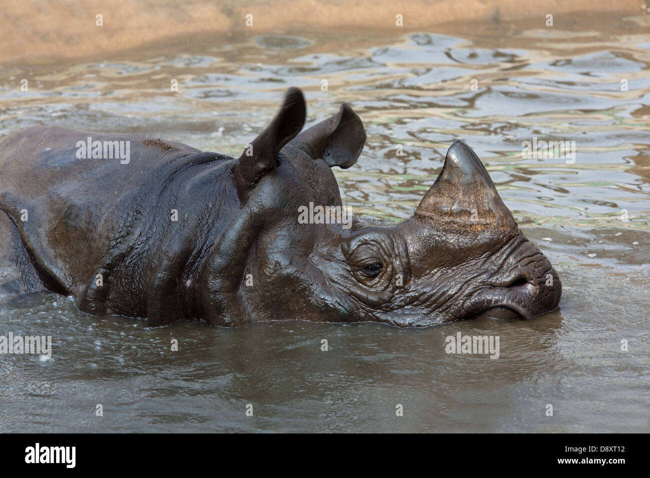 Maggiore uno-cornuto, Asiatica o il rinoceronte indiano (Rhinoceros unicornis). Godendo di una vasca da bagno. Il Nepal. Foto Stock