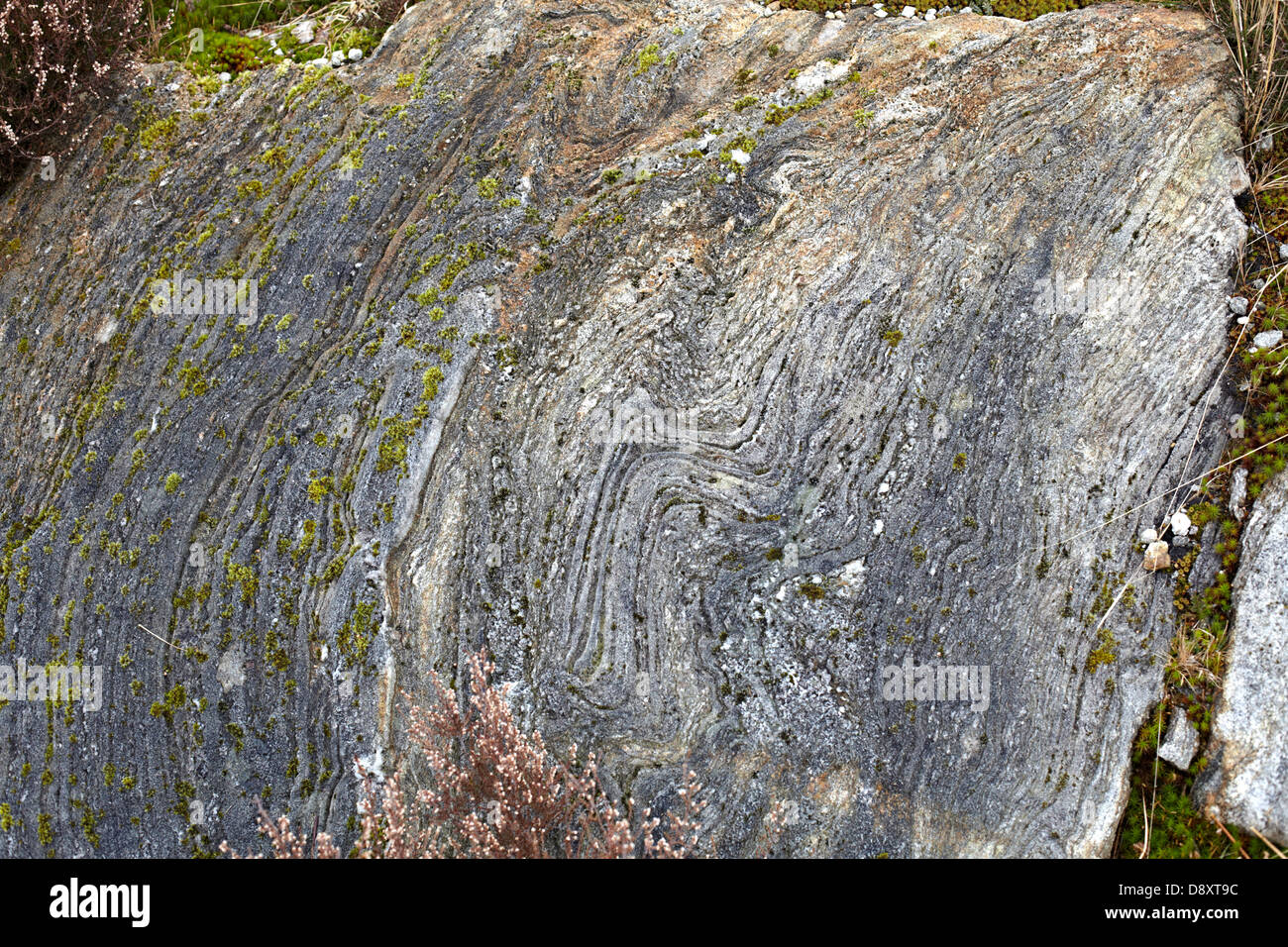 Silvicoltura a Polloch e Loch Shiel. Lo strato di roccia formazioni Foto Stock