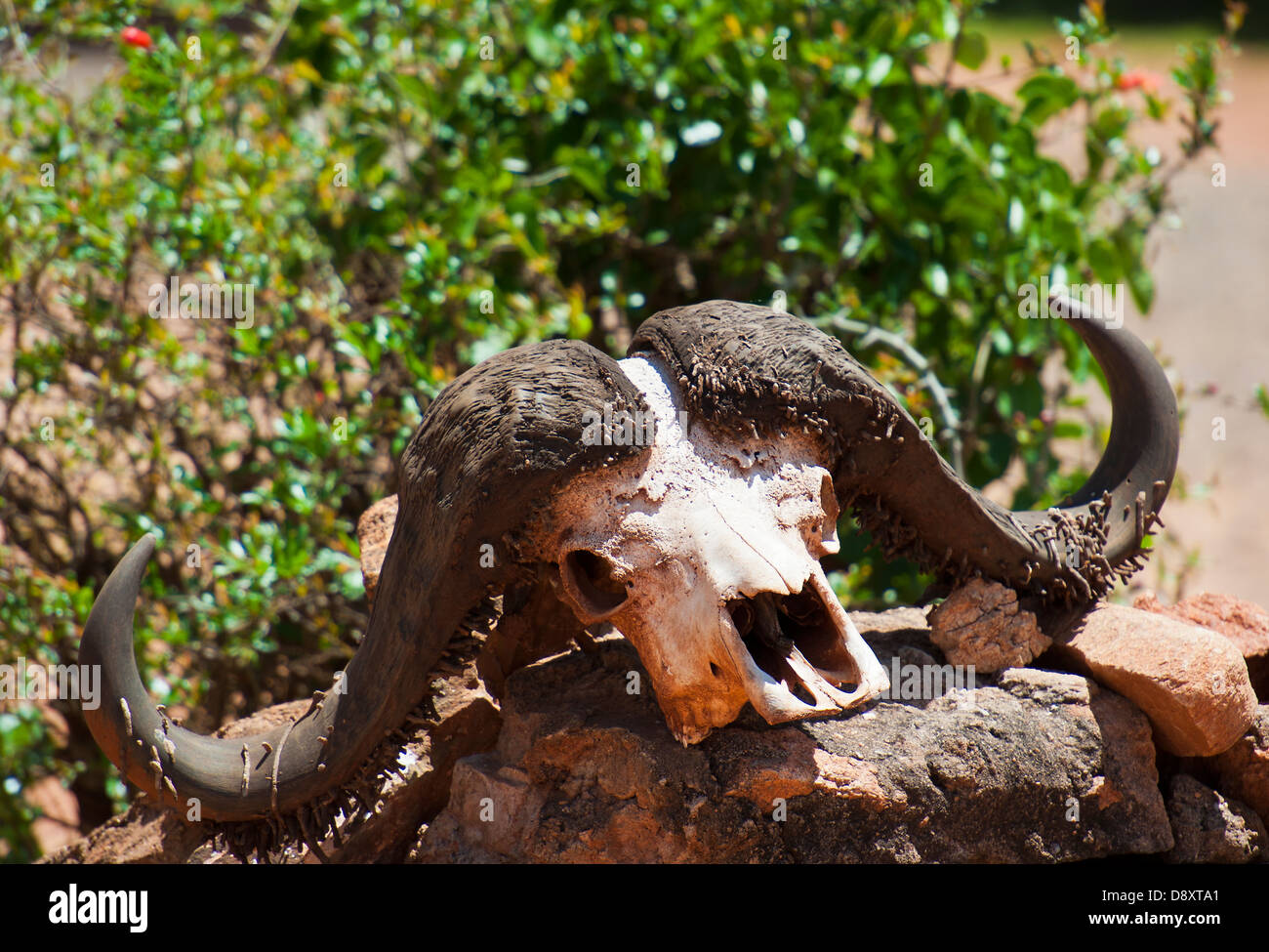 Cranio di Buffalo all'entrata del parco nazionale orientale di Tsavo in Tsavo Est in Kenya Foto Stock
