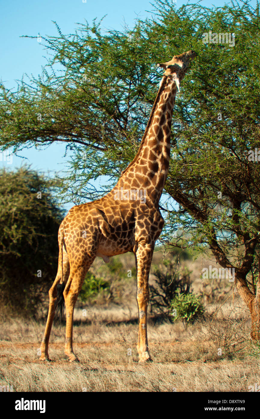 Giraffe a Tsavo Est, Kenya Foto Stock