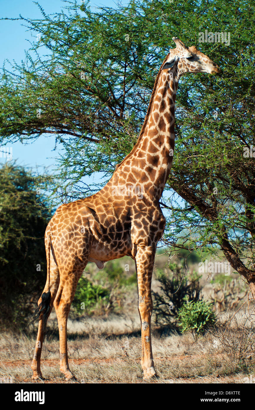 Giraffe a Tsavo Est, Kenya Foto Stock