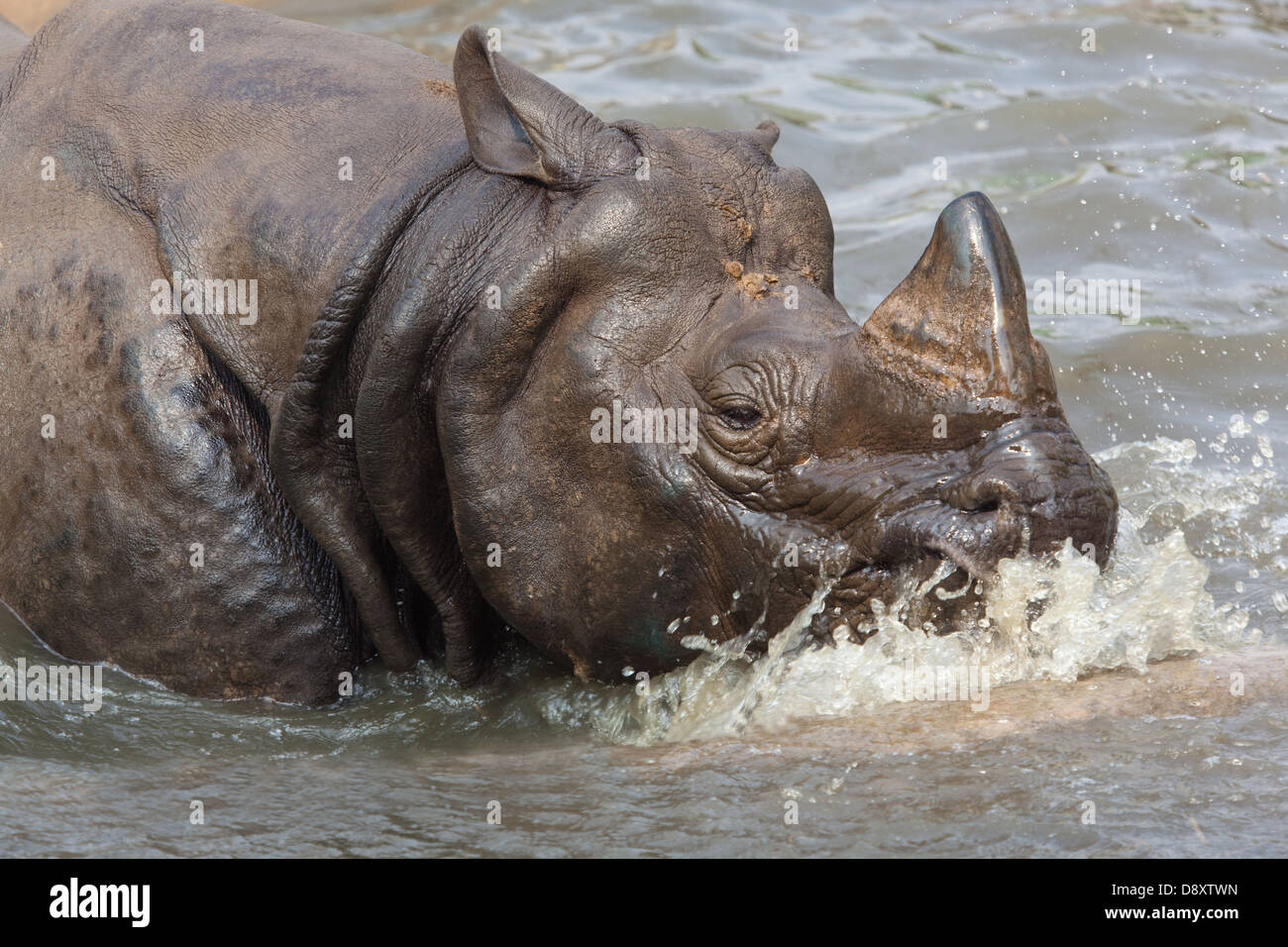 Maggiore uno-cornuto, Asiatica o il rinoceronte indiano (Rhinoceros unicornis). Godendo di un bagno nella piscina del contenitore, lo Zoo di centrale, Nepal. Foto Stock