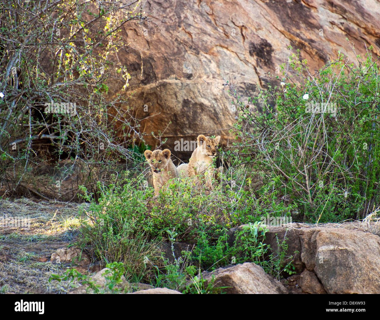 Lion Cubs a Tsavo Est Kenya Foto Stock