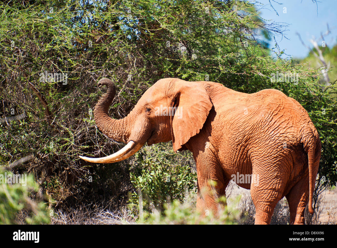 Red elefante in Tsavo Est, Kenya Foto Stock