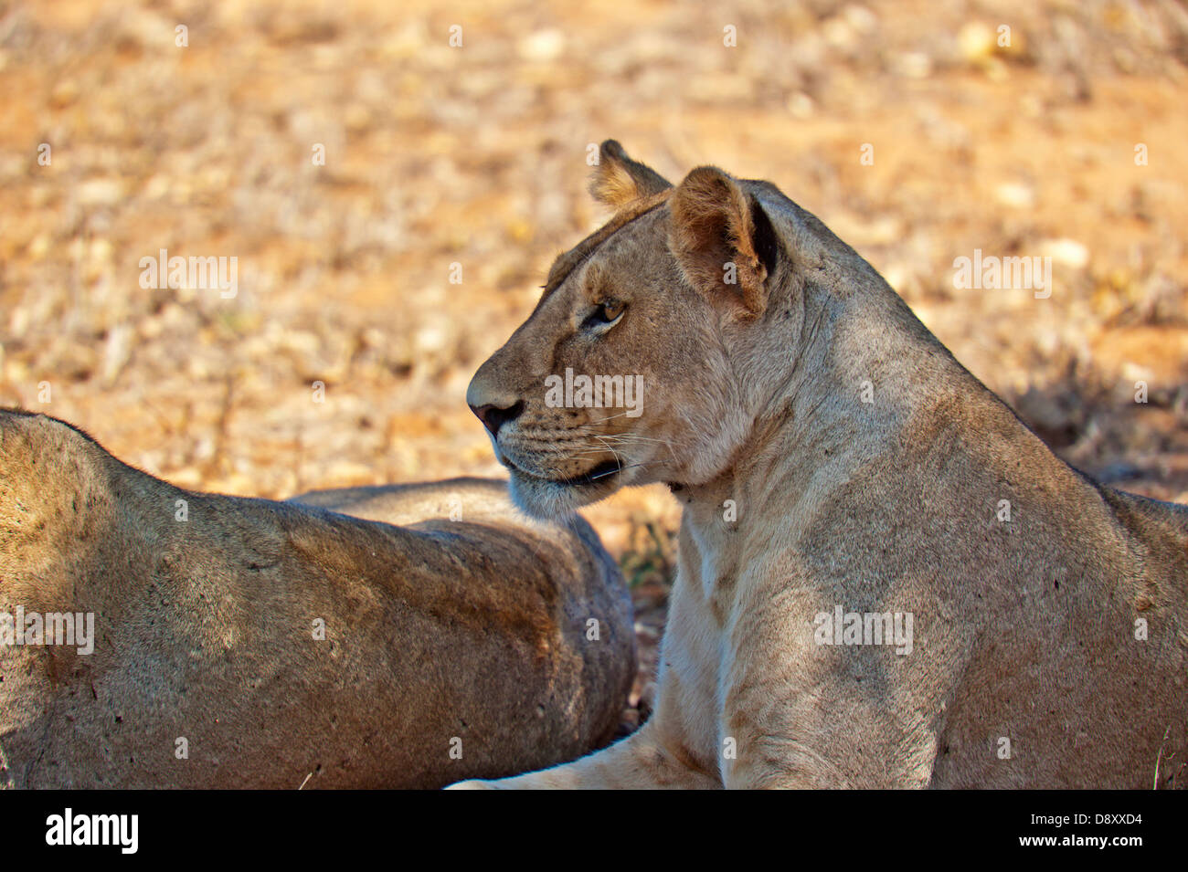 Femmina in Lion Tsavo Est, Kenya Foto Stock