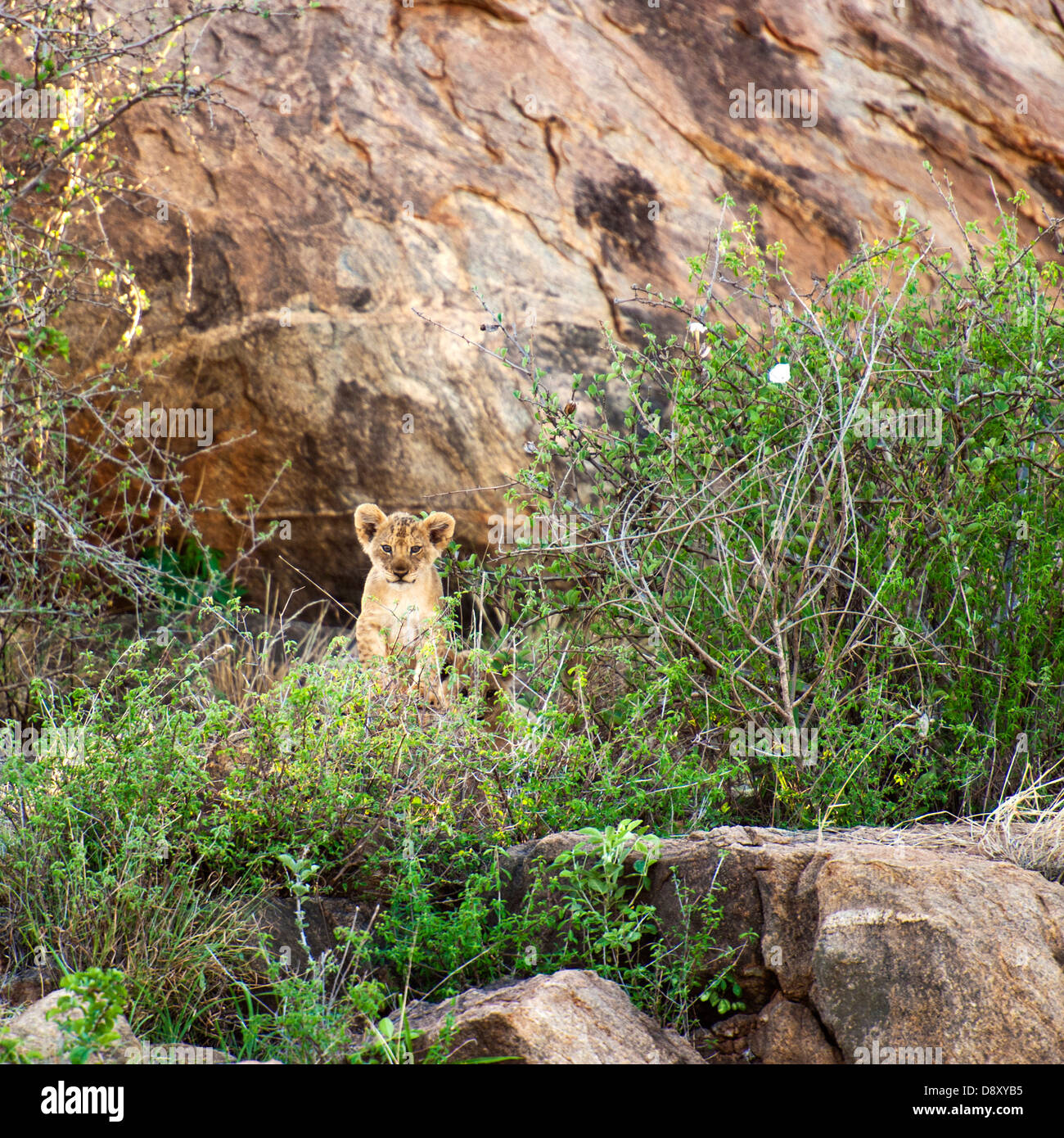 Lion Cub in Tsavo Est, Kenya Foto Stock