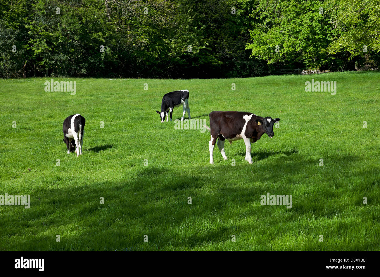 Vitelli giovani vacche vitelli bovini da vitello che pascolano in un prato verde in primavera Lancashire Inghilterra Regno Unito Gran Bretagna Foto Stock