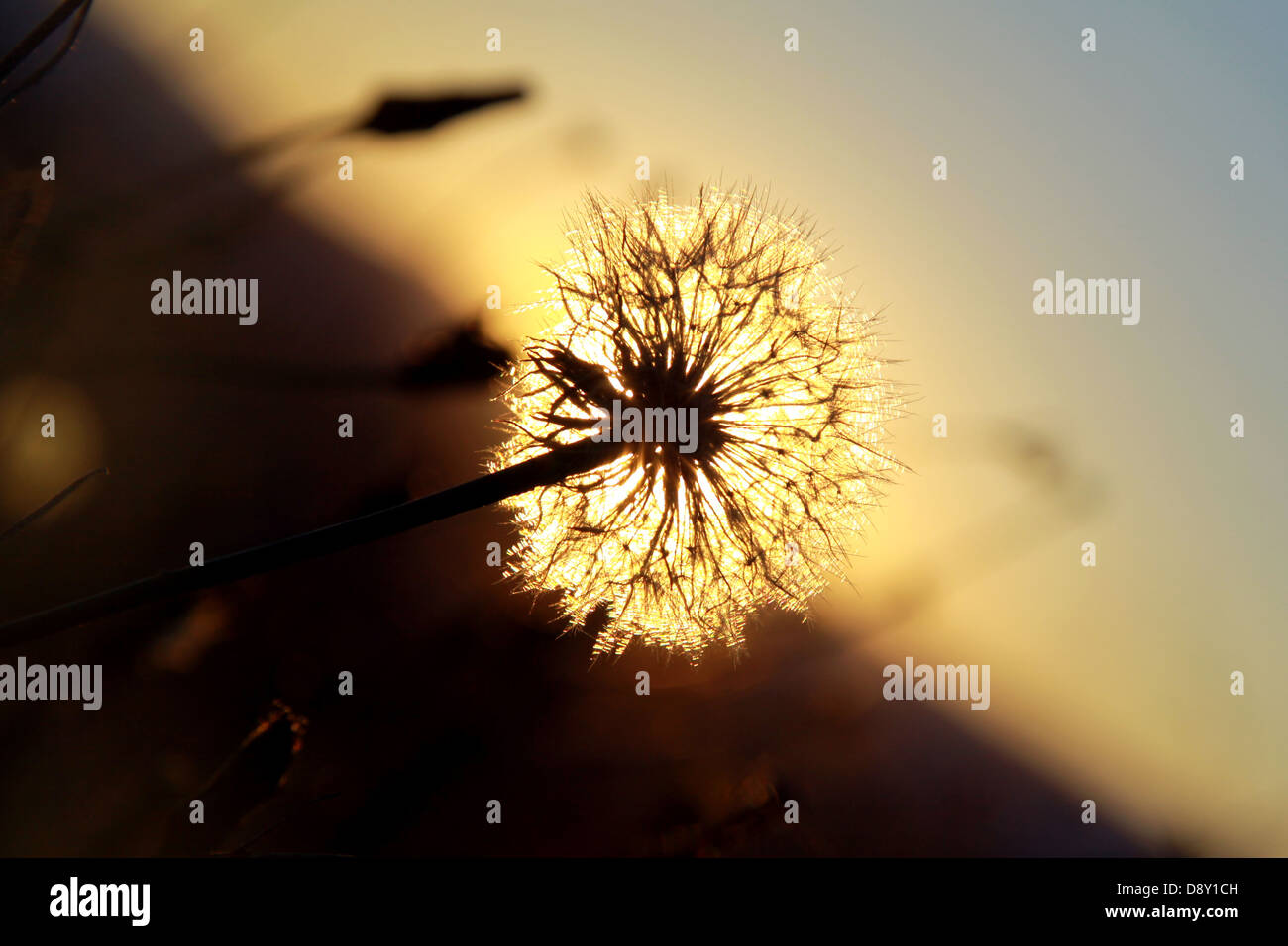 Tramonto attraverso la silhouette di dente di leone Foto Stock