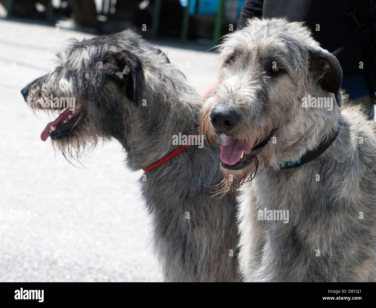 Coppia di Irish Wolfhound cani. Foto Stock