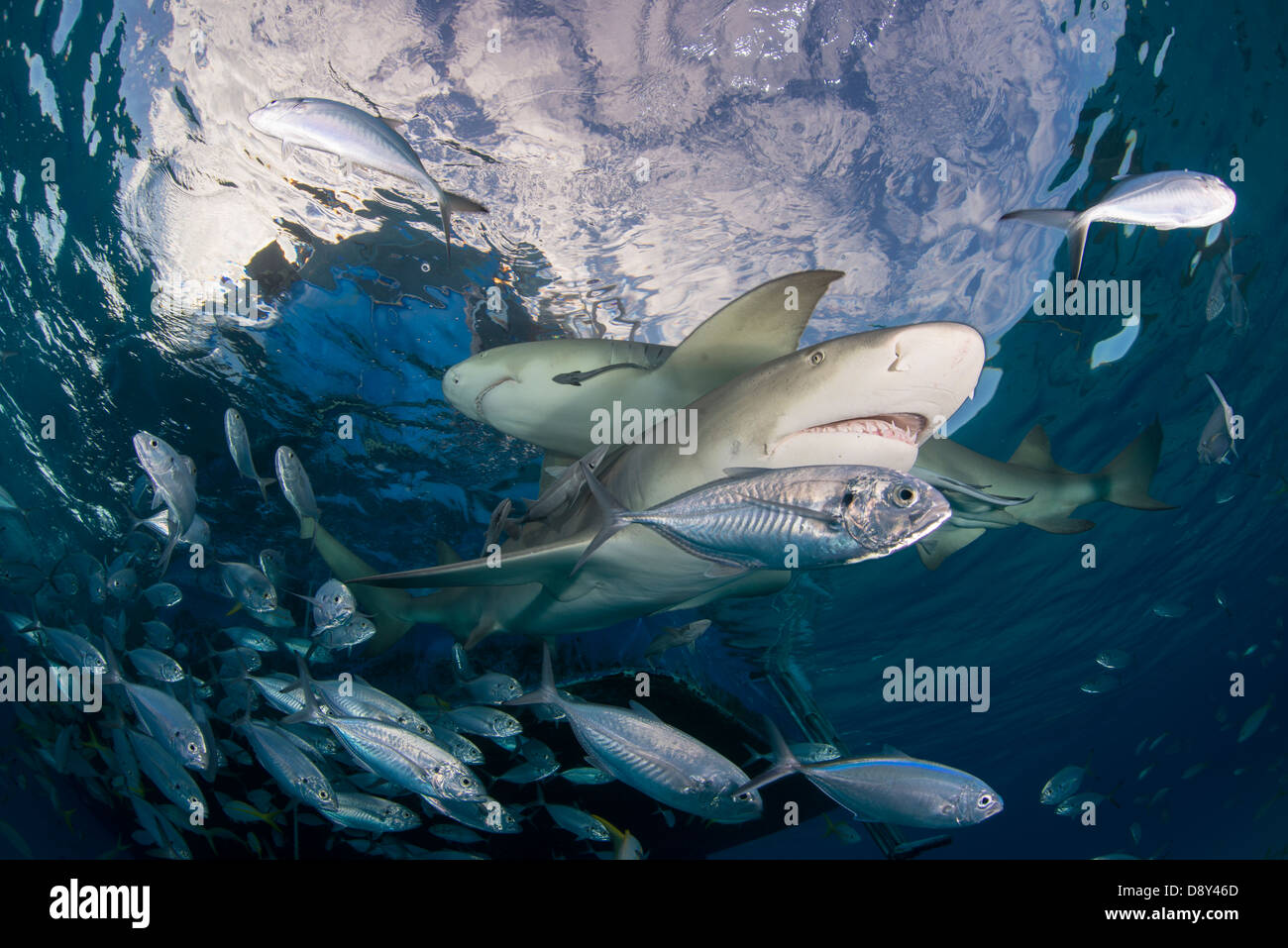 Lo squalo limone, Negaprion brevirostris, Bahamas, dei Caraibi e Oceano Atlantico Foto Stock
