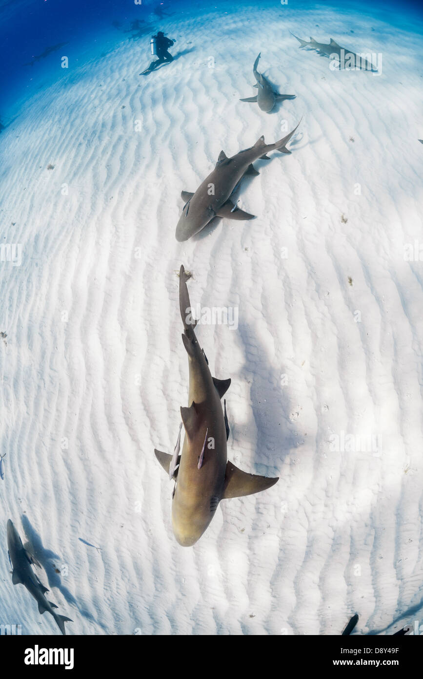 Lo squalo limone, Negaprion brevirostris, Bahamas Foto Stock