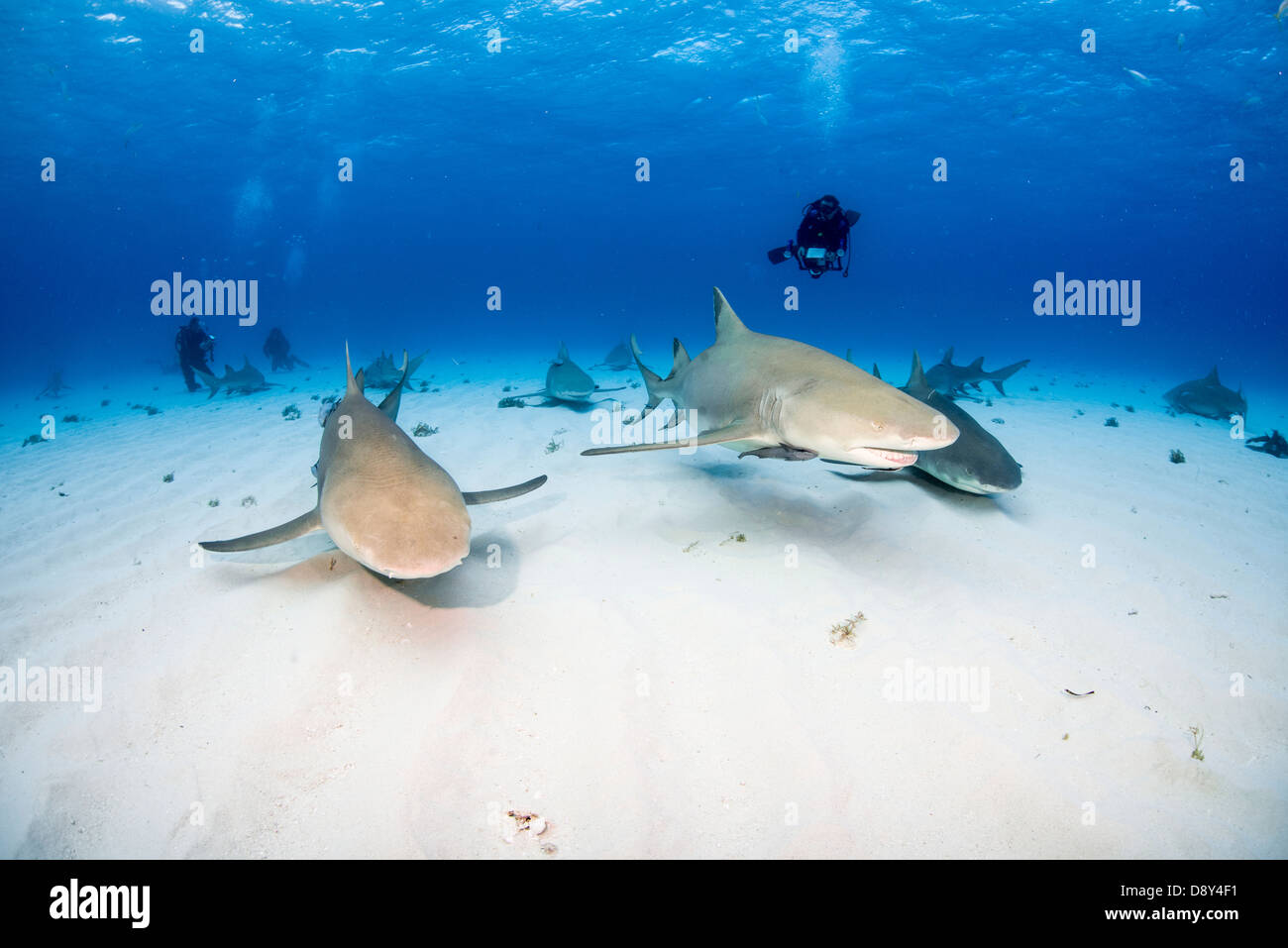 Lo squalo limone, Negaprion brevirostris, Bahamas Foto Stock