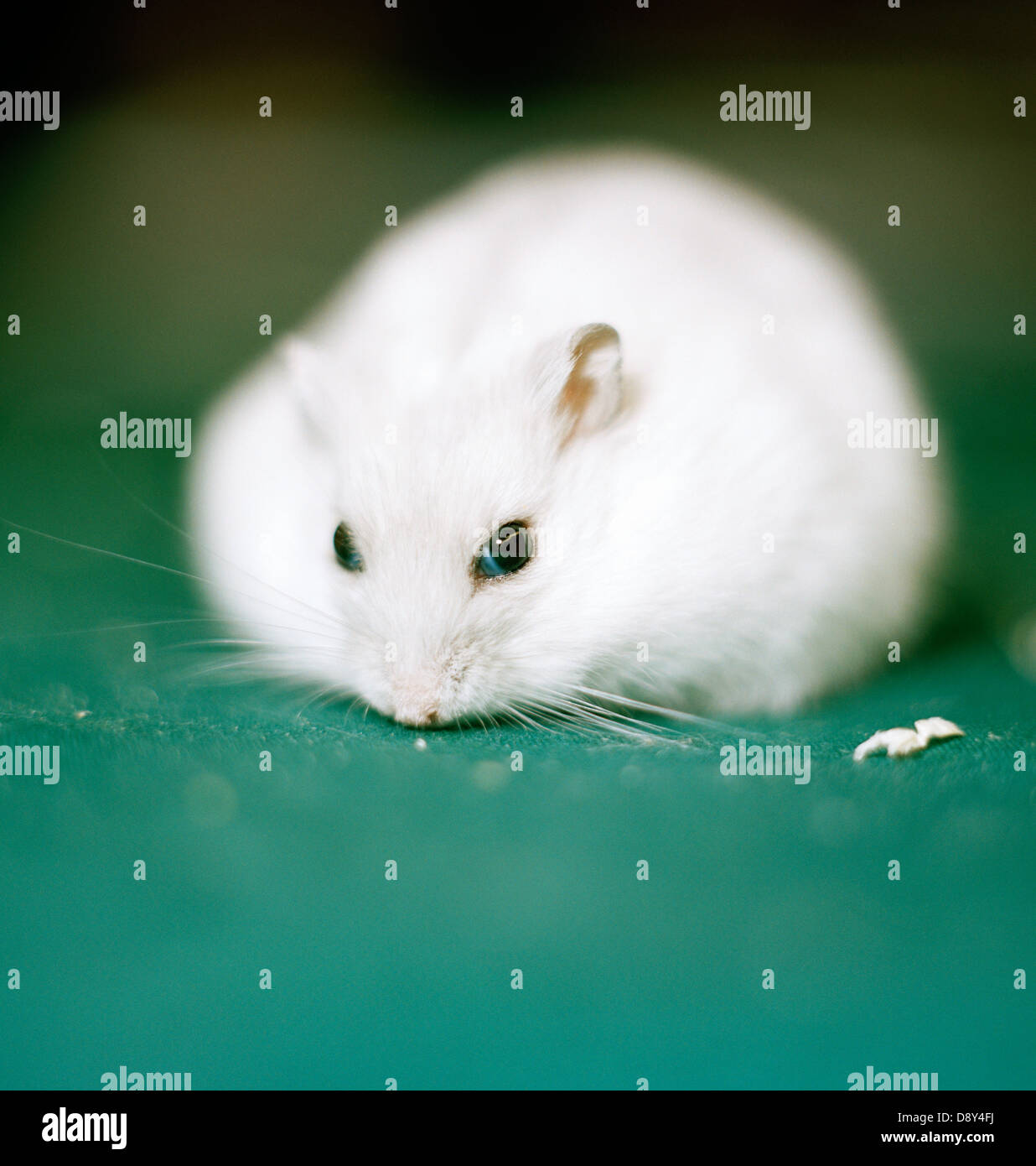 Un mouse bianco, close-up. Foto Stock