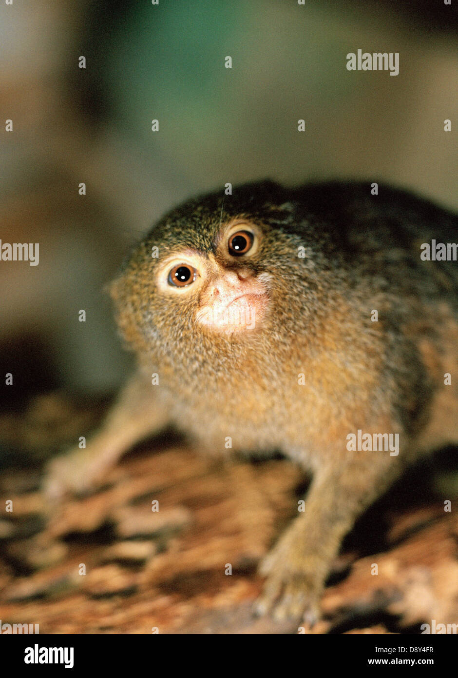 Close-up su un pigmeo marmoset. Foto Stock