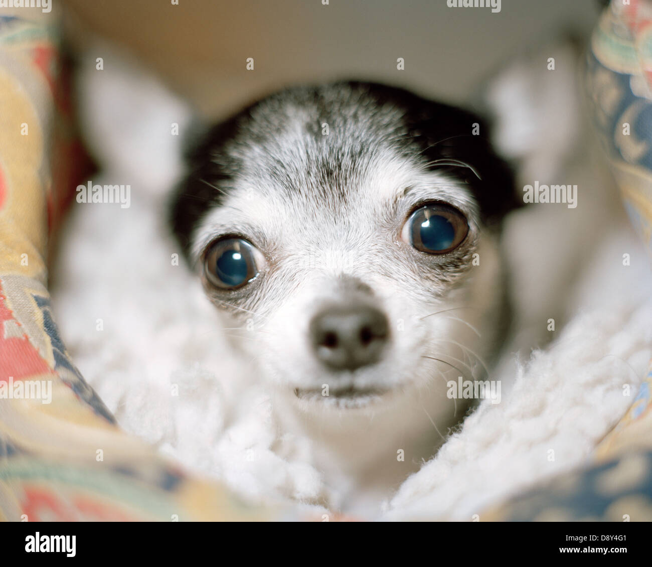 Un piccolo cane, close-up. Foto Stock