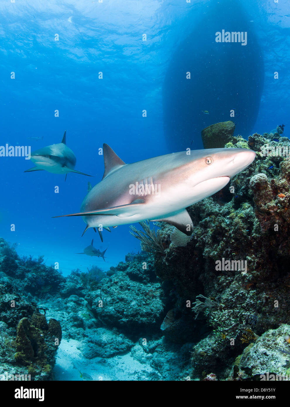 Caraibi squali di barriera, Carcharhinus perezi, Bahamas, dei Caraibi e Oceano Atlantico Foto Stock