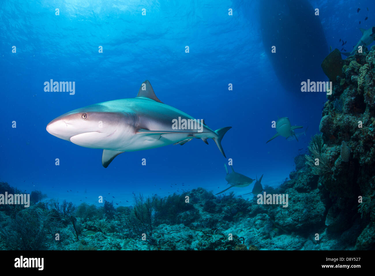 Caraibi squali di barriera, Carcharhinus perezi, Bahamas, dei Caraibi e Oceano Atlantico Foto Stock