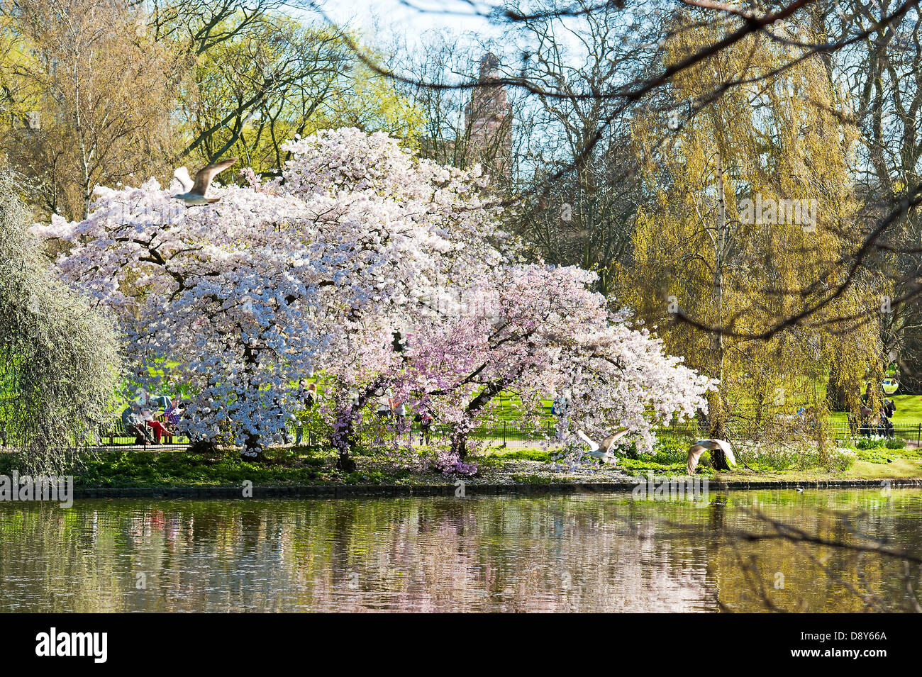 Molla in St James Park Foto Stock