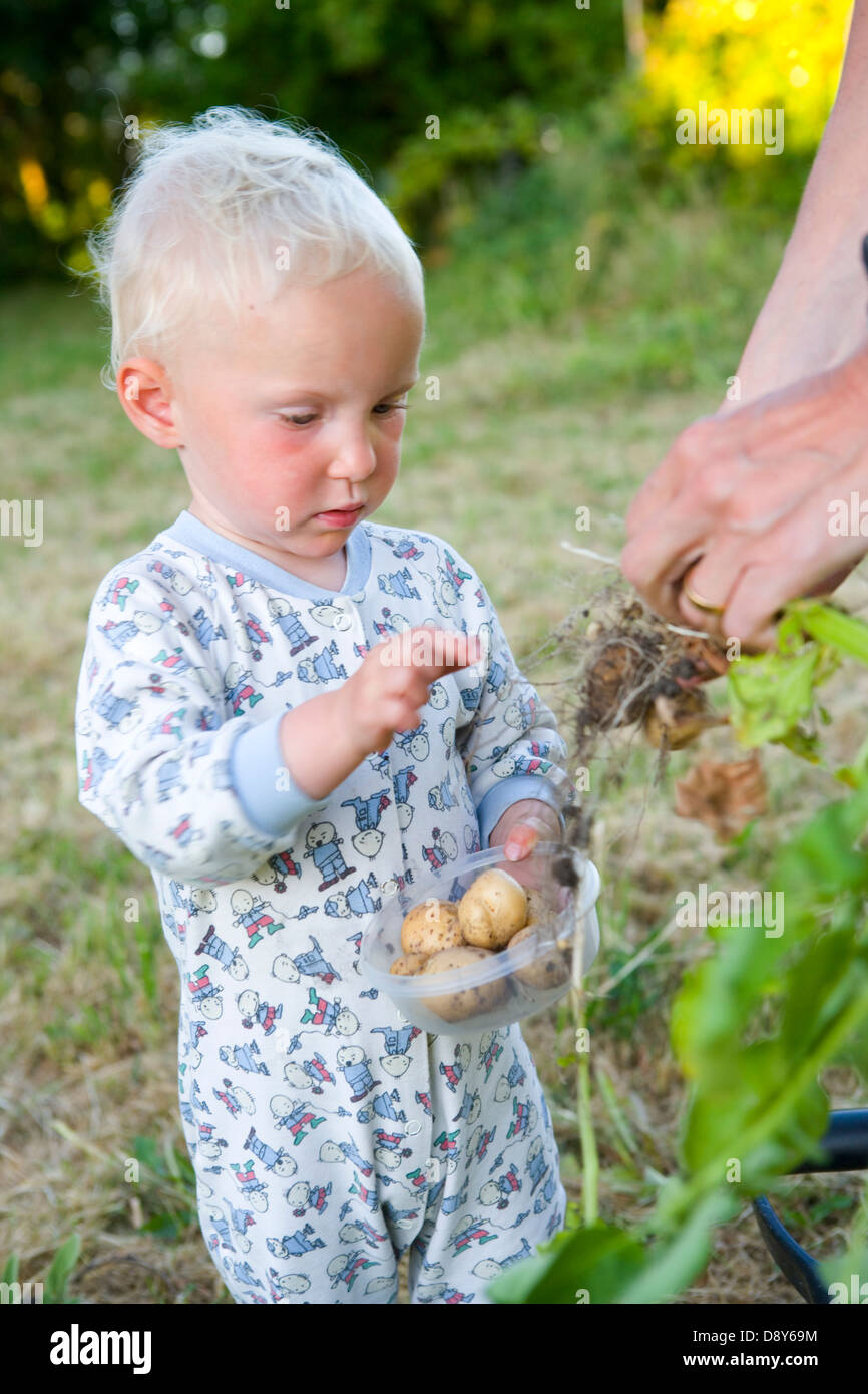 Una piccola ragazza raccolta di patate. Foto Stock