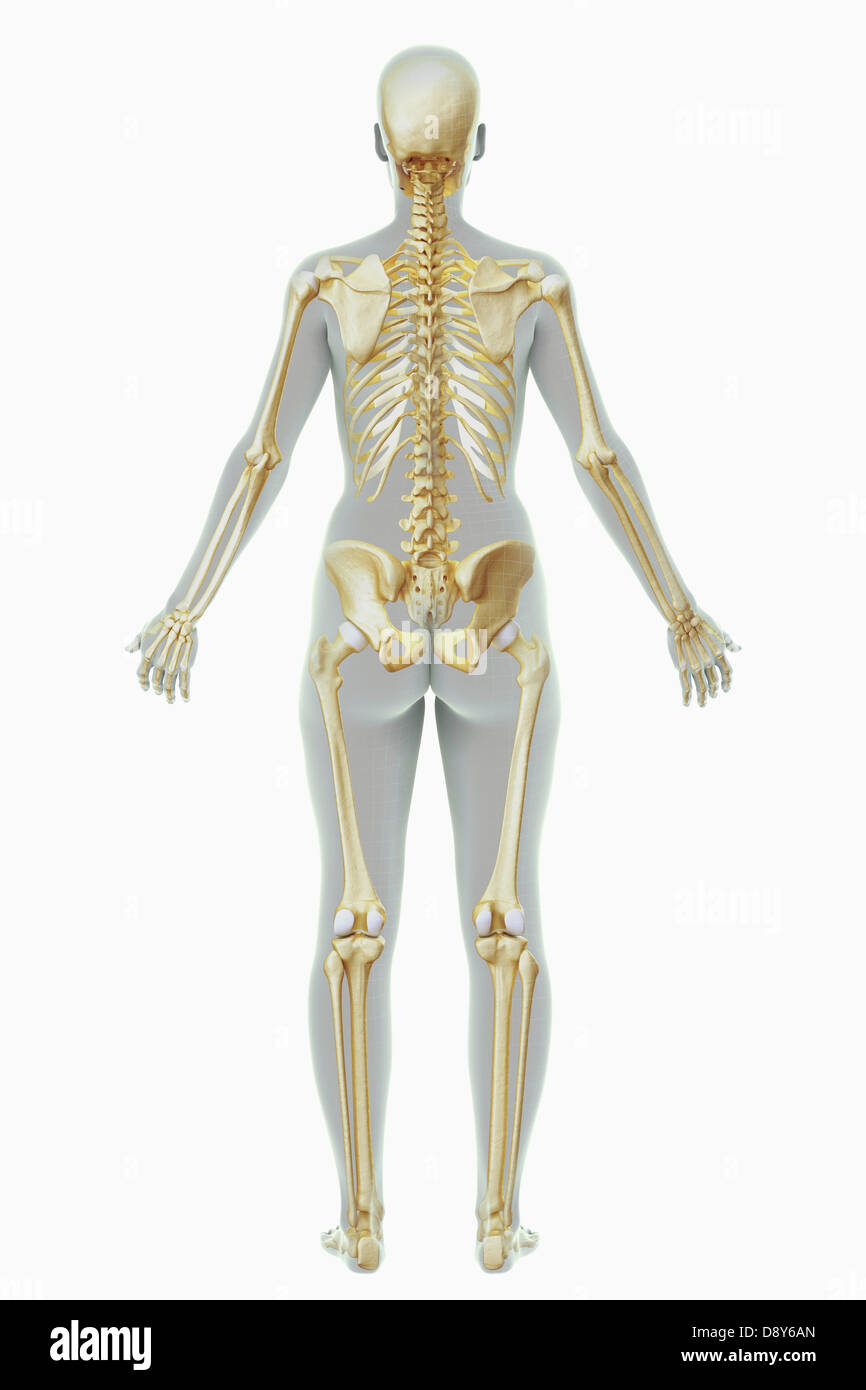 Lo scheletro femminile Foto stock - Alamy