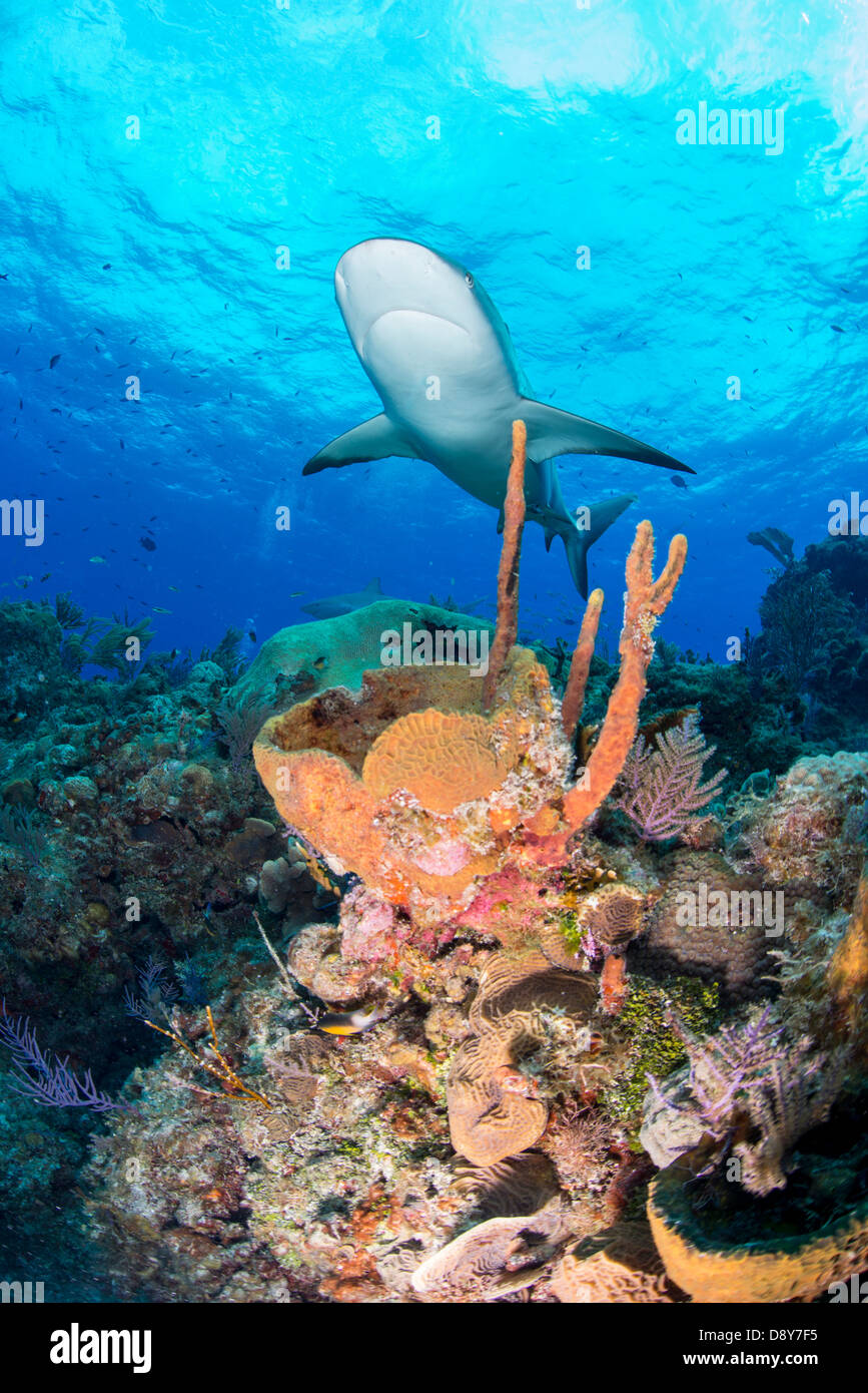 Caribbean reef shark Carcharhinus perezi, Bahamas, dei Caraibi e Oceano Atlantico Foto Stock