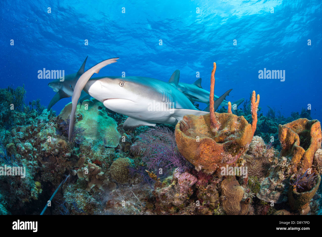 Caraibi squali di barriera, Carcharhinus perezi, Bahamas, dei Caraibi e Oceano Atlantico Foto Stock