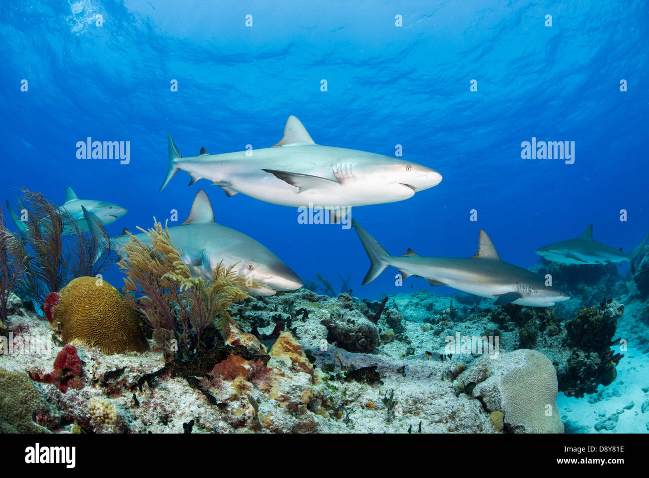 Caraibi squali di barriera, Carcharhinus perezi, Bahamas, dei Caraibi e Oceano Atlantico Foto Stock