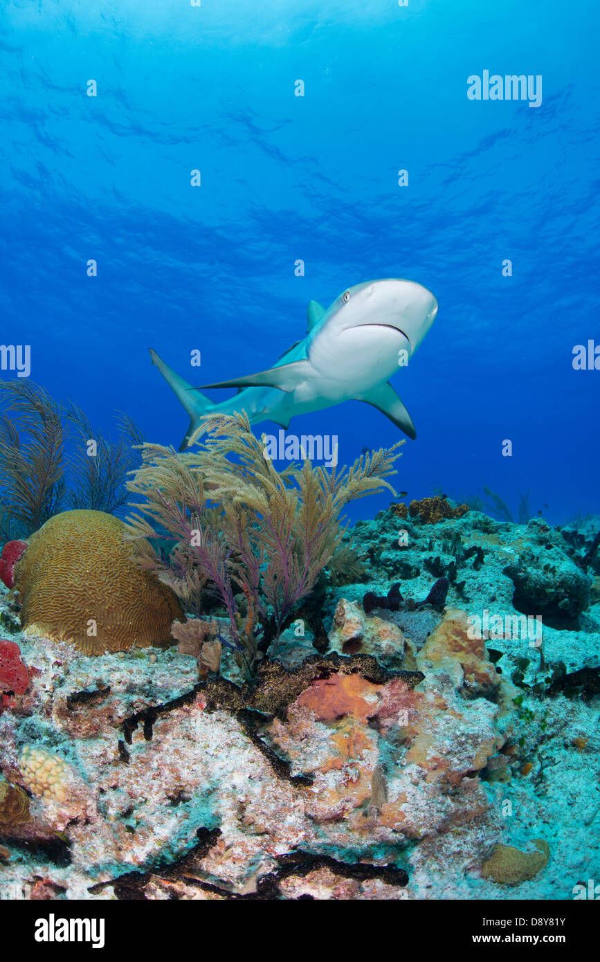Caribbean reef shark Carcharhinus perezi, Bahamas, dei Caraibi e Oceano Atlantico Foto Stock