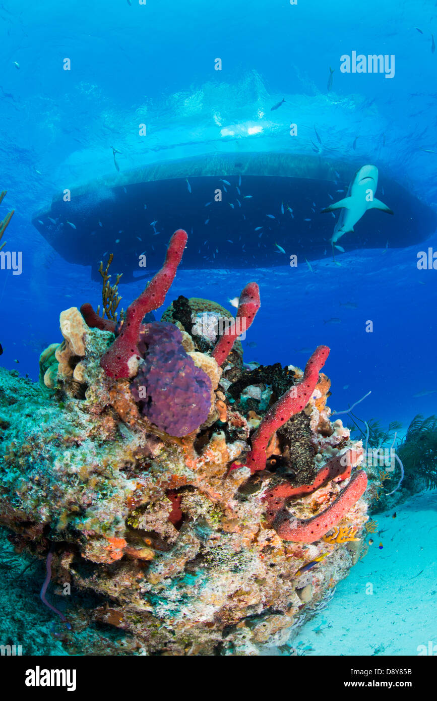 Caribbean reef shark Carcharhinus perezi, Bahamas, dei Caraibi e Oceano Atlantico Foto Stock