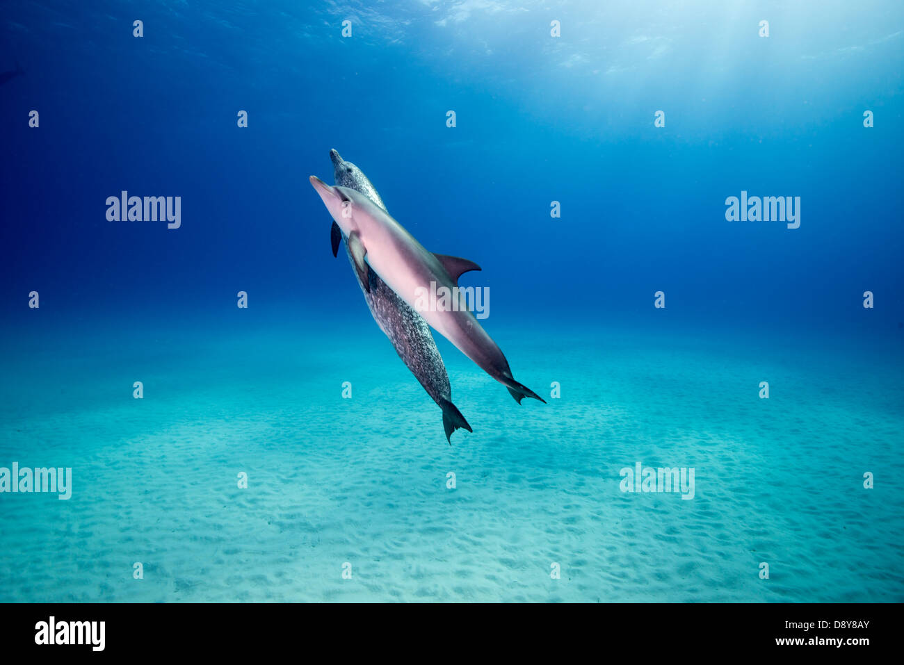 Macchiato atlantico delfini Stenella frontalis, Bahamas, dei Caraibi Foto Stock