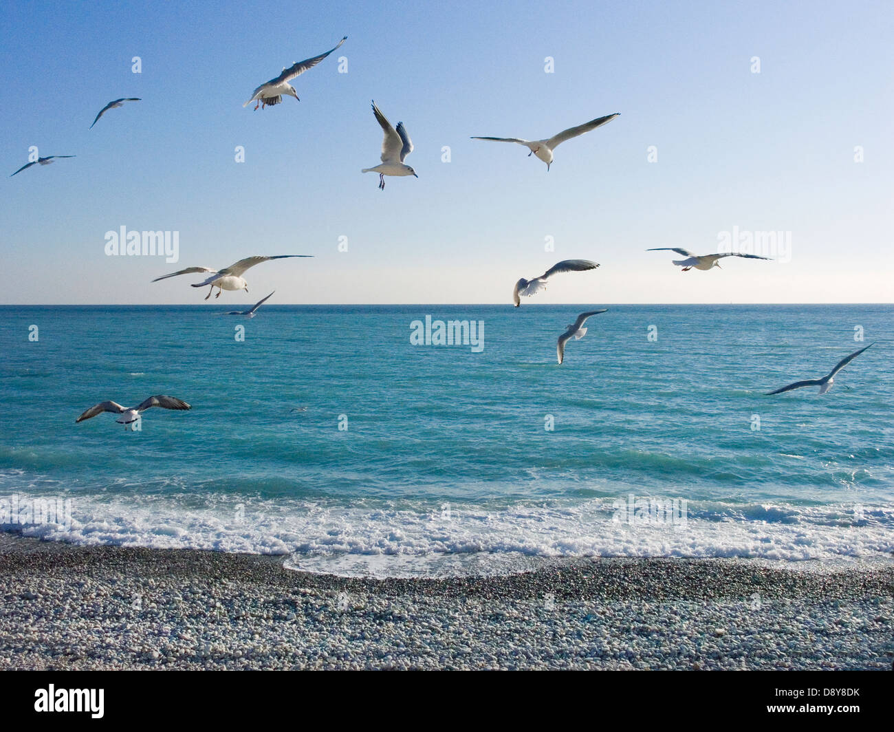 Gabbiani in aria sopra la spiaggia di Nizza sulla Cote d'Azur, Costa Azzurra, Francia. Foto Stock
