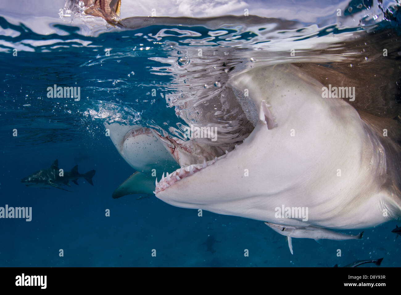 Lo squalo limone snap, Negaprion brevirostris, Bahamas Foto Stock