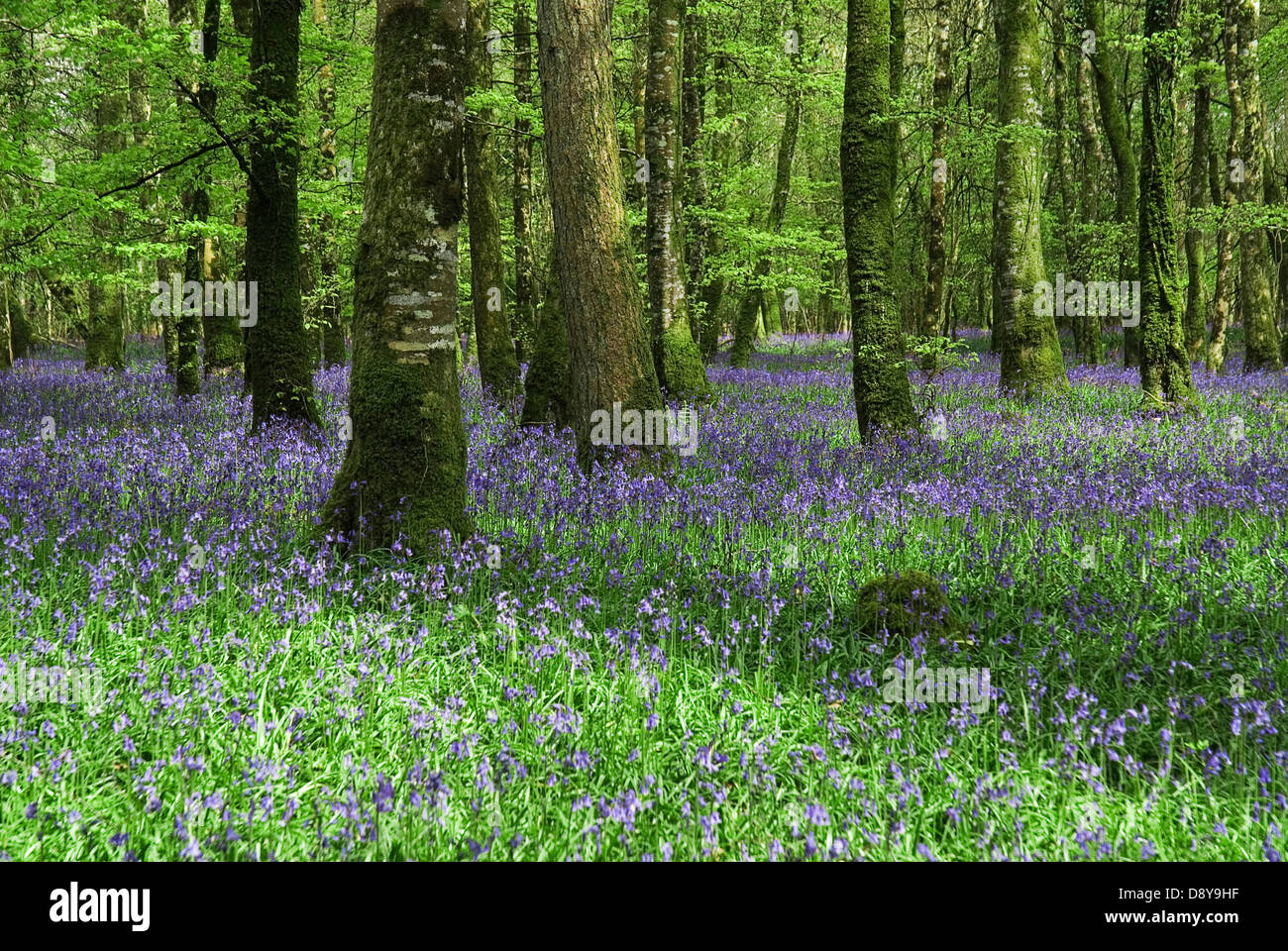 Bluebells in maggio. Eire europeo irlandese in Irlanda del Nord Europa Poblacht na hEireann Repubblica Foto Stock