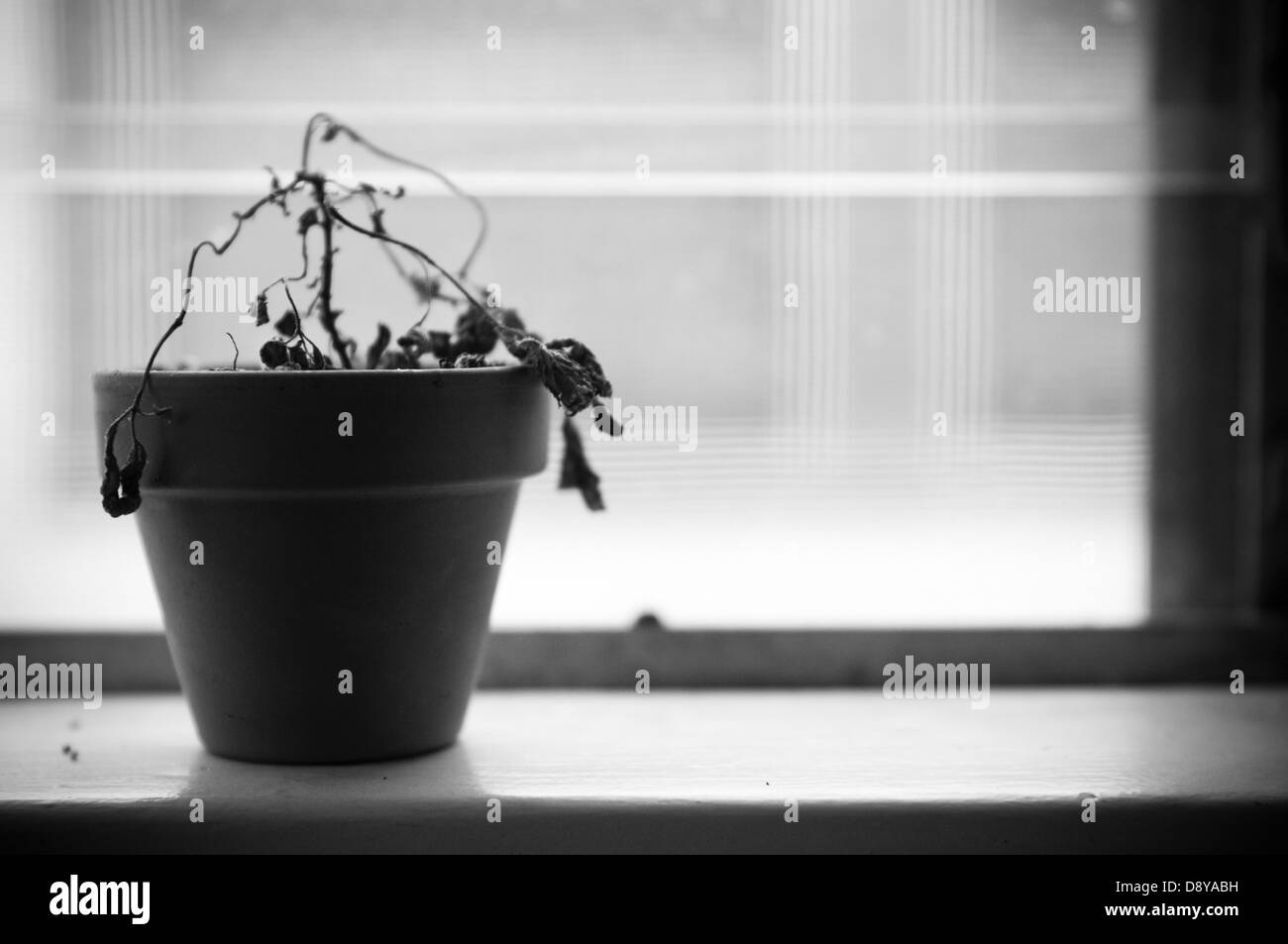 Pianta morta Foto Stock