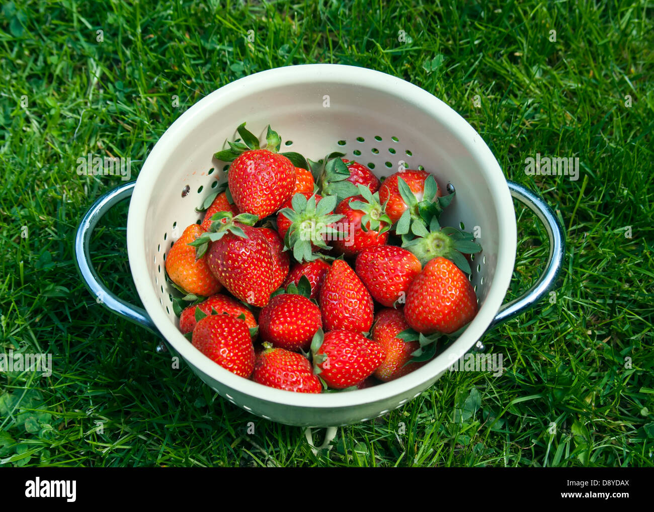 Fresche fragole organico nel filtro sul prato verde Foto Stock