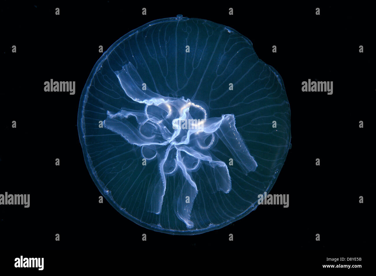 Una mutazione genetica, questa medusa ha sette gonadi invece di quattro. Luna jelly, luna meduse, meduse comune Foto Stock