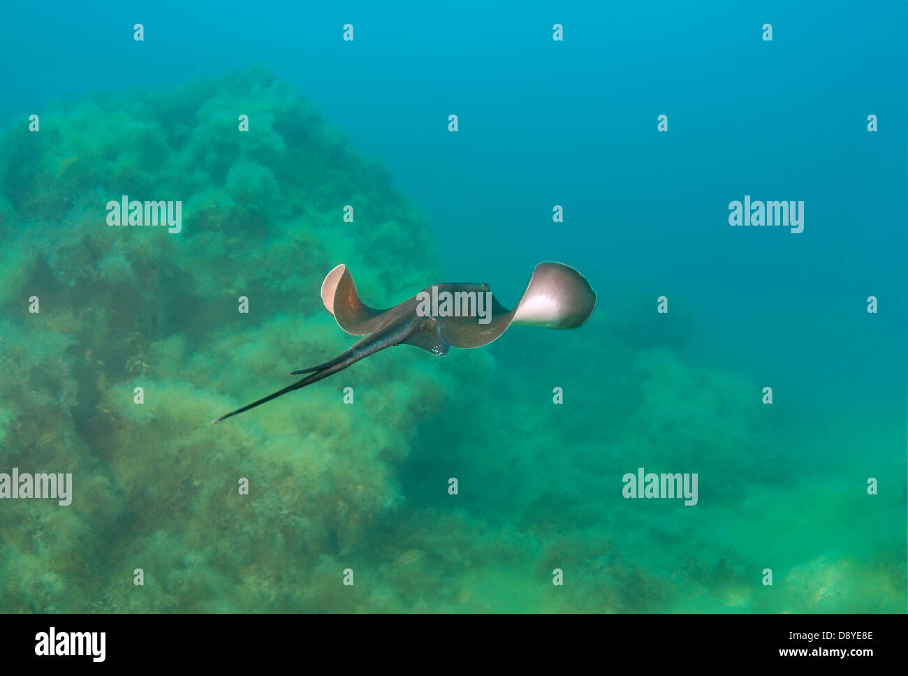 Stingray comune (Dasyatis pastinaca) Mar Nero, Crimea, Ucraina, Europa orientale Foto Stock