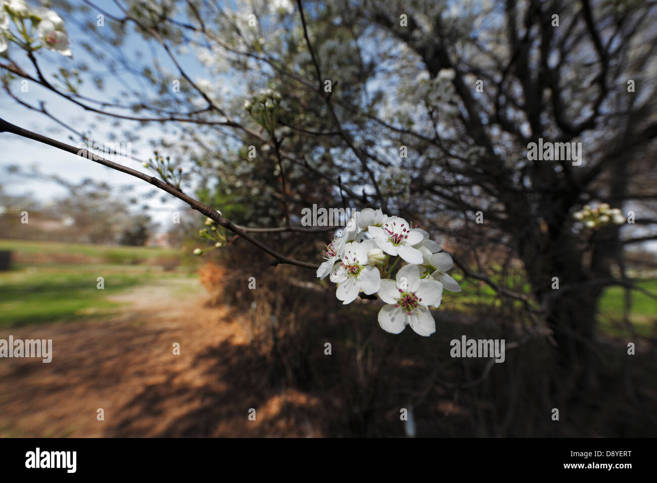 White Bradford Pera fiorisce in primavera. Foto Stock