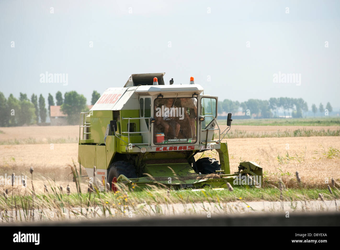 Mietitura del grano Mietitrebbia agricoltore Belgio Europa Foto Stock