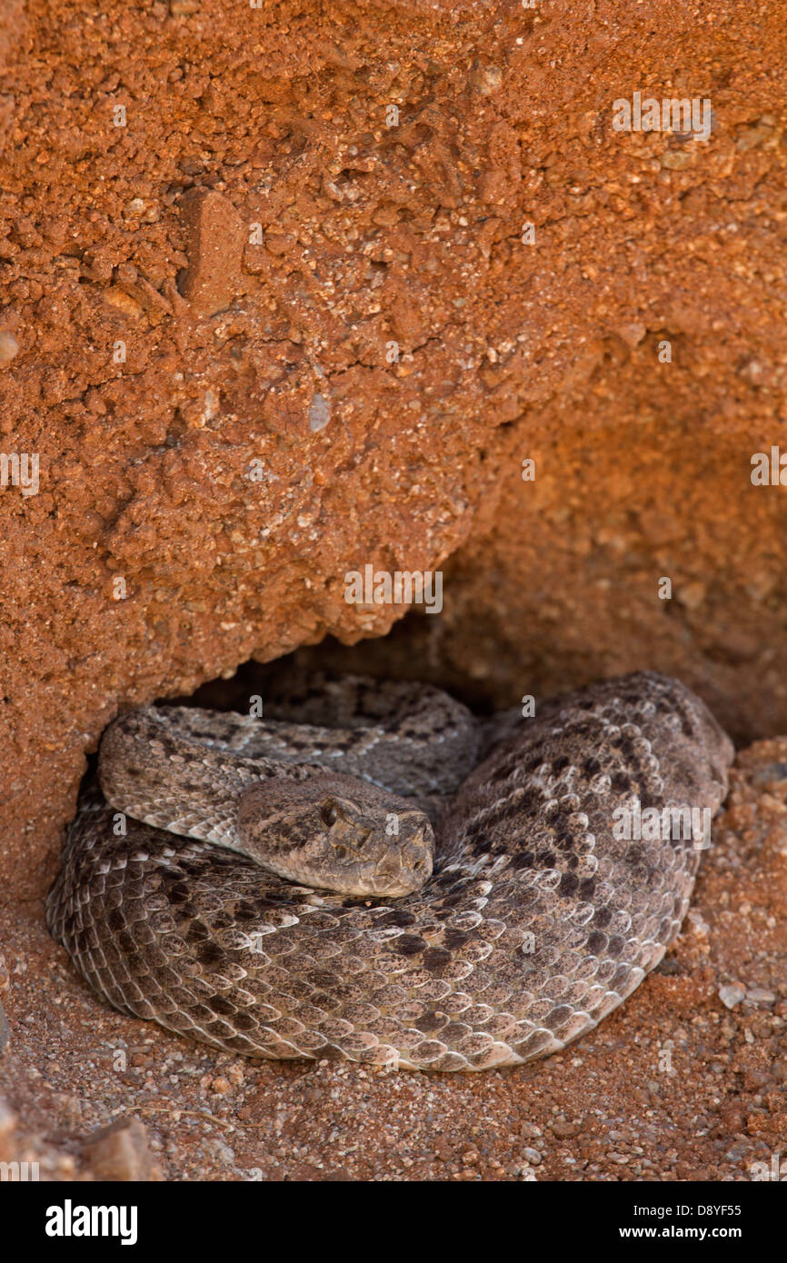 Western Diamondback Rattlesnakes, Crotalus Atrox, Deserto Sonoran, Arizona. Emergenti da hibernaculum Foto Stock