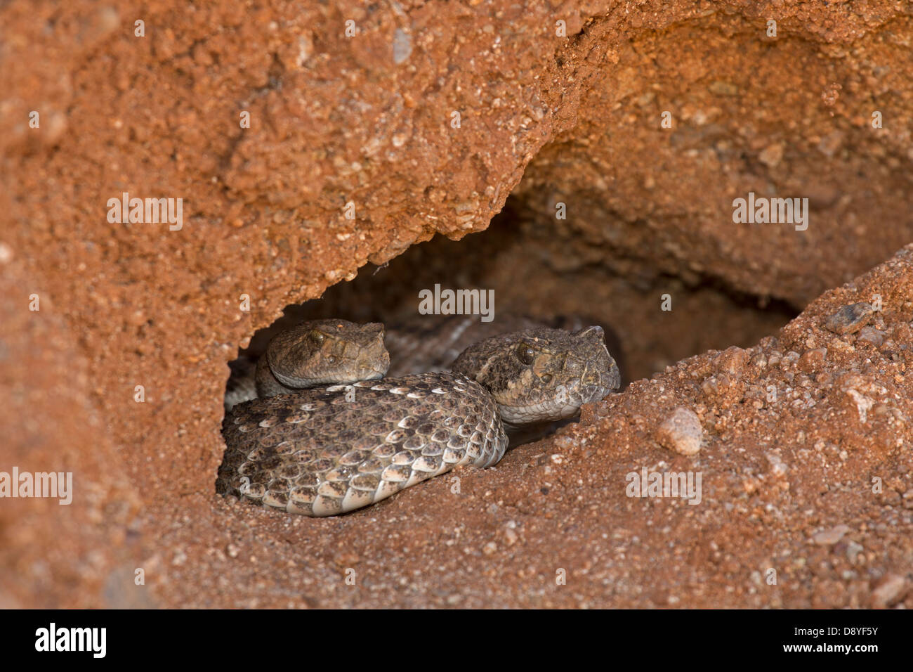 Western Diamondback Rattlesnakes, Crotalus Atrox, Deserto Sonoran, Arizona. Emergenti da hibernaculum Foto Stock