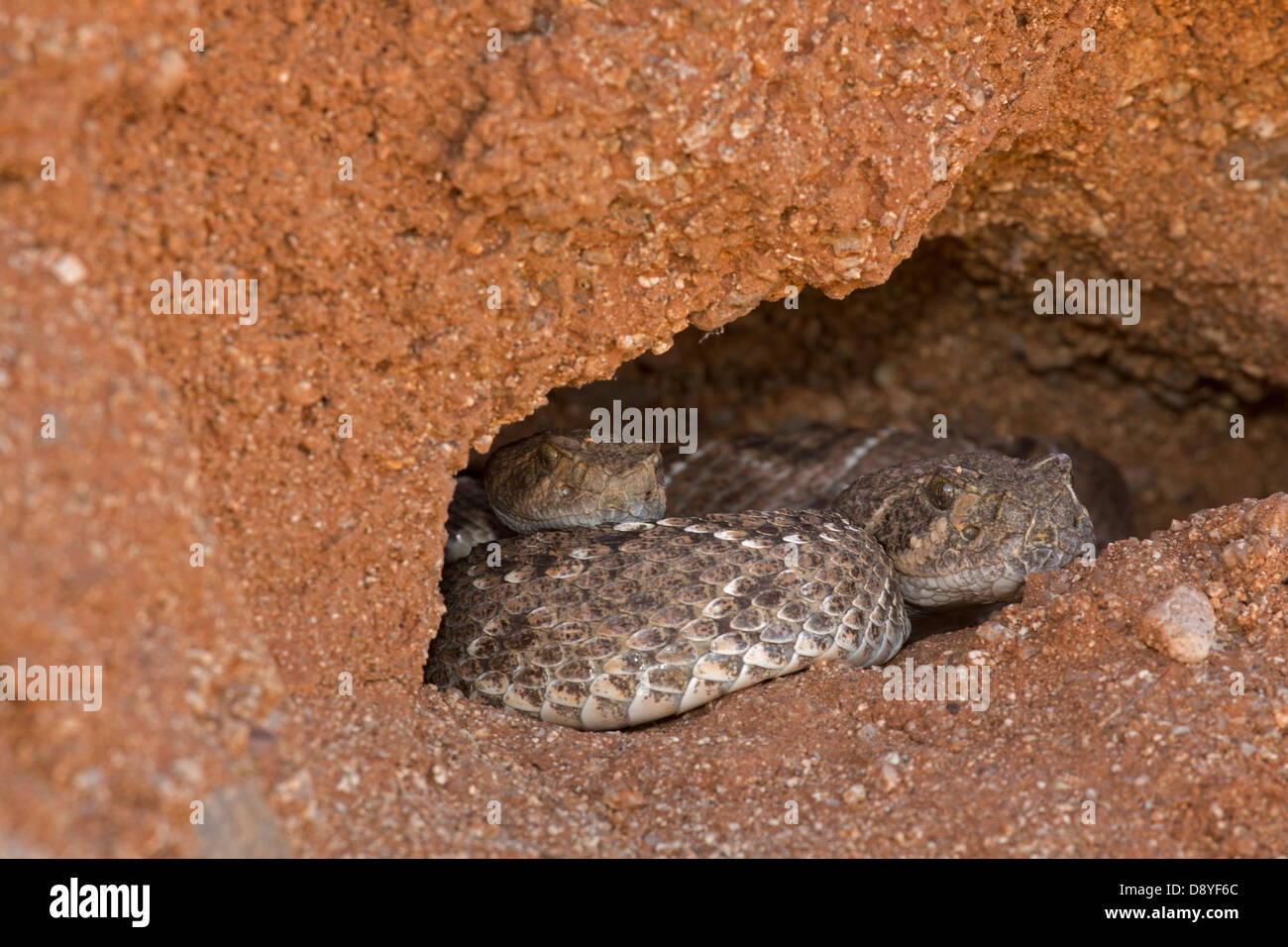 Western Diamondback Rattlesnakes, Crotalus Atrox, Deserto Sonoran, Arizona. Emergenti da hibernaculum Foto Stock