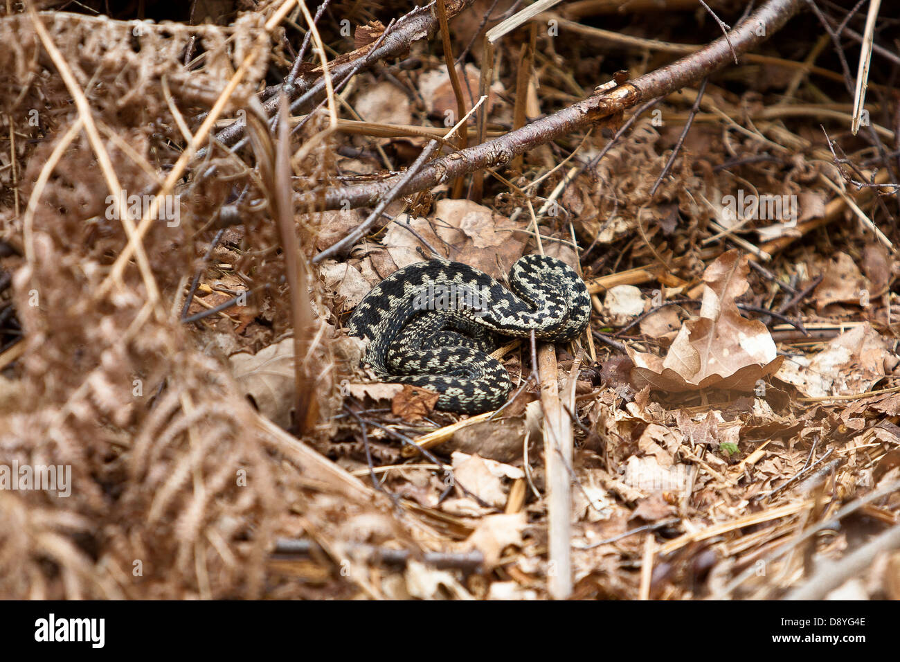 Unione sommatore (Vipera berus) a secco bracken Foto Stock