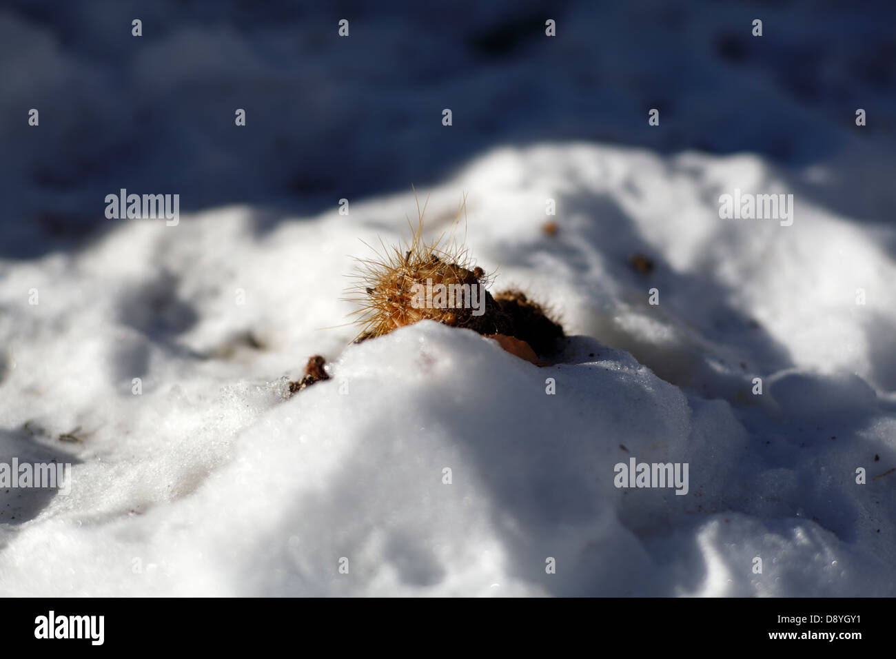 Bruno morto cactus nella neve. Foto Stock