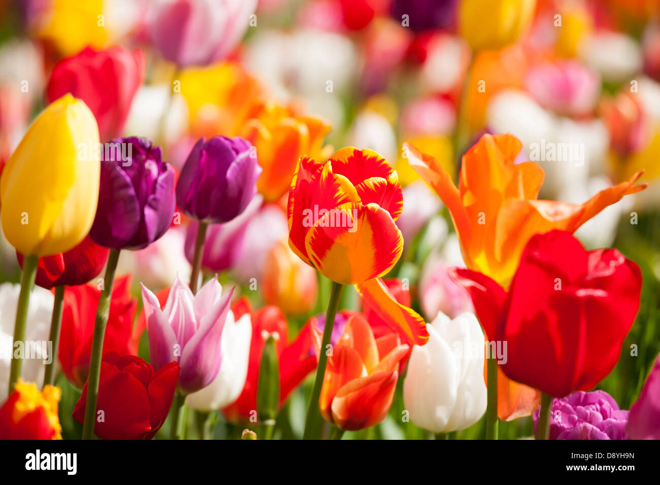 I tulipani. Close up di miscelare diversi multi colorata colorata tulipani Olandesi in un giardino confine vicino Amsterdam Olanda Paesi Bassi Foto Stock