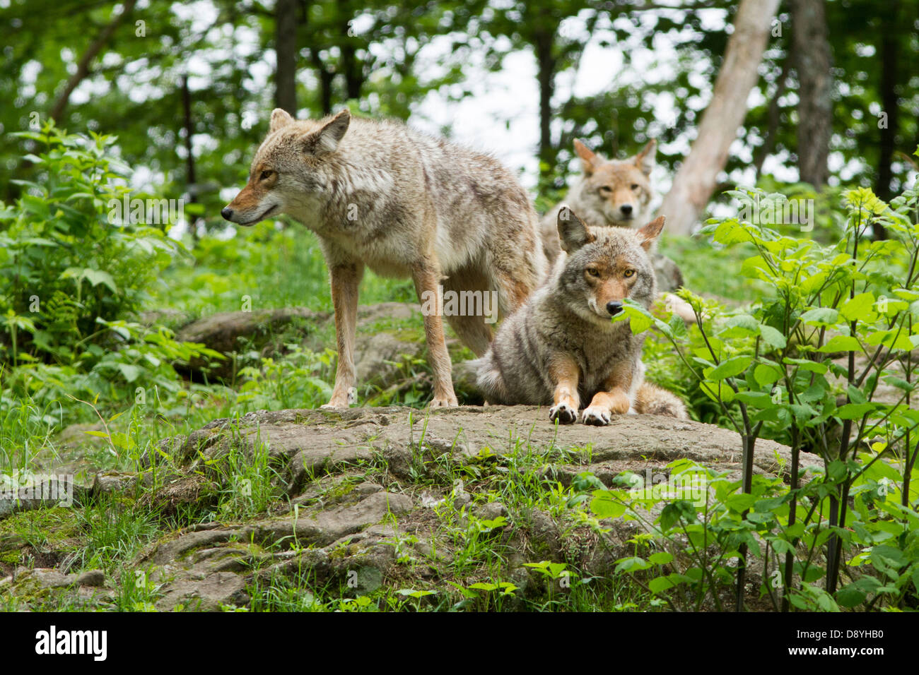 Un wild coyote pack in primavera. Foto Stock Un wild coyote pack in primavera. Foto Stock